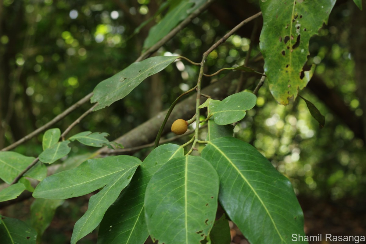 Myristica ceylanica A.DC.